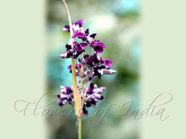 Powdery Thalia